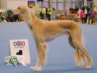 Kanda: BOS/CACIB/HeW-10